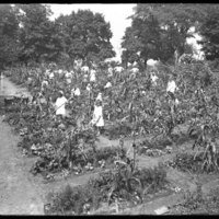 Children working in the Isham Park school garden, New York City, August 16, 1915. Upper Garden